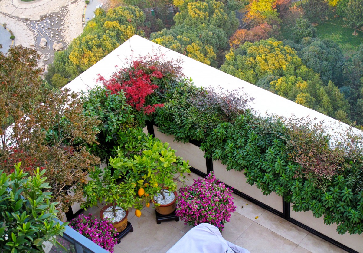30 plus floors up. Hand carrying tree, soil and containers to the top of Shanghai.